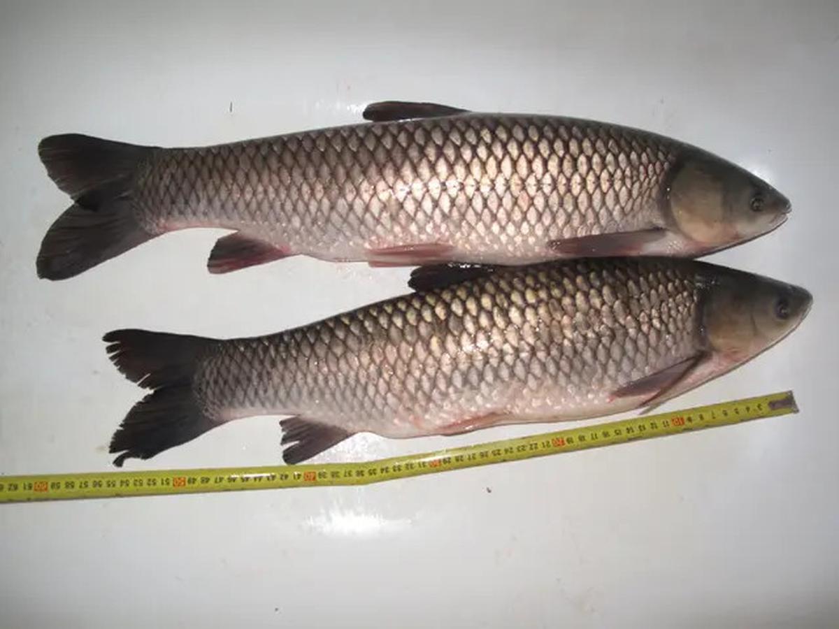 10 Jenis Ikan Air Tawar yang Cepat Besar untuk Konsumsi Keluarga, Cocok Dipelihara di Lahan Sempit