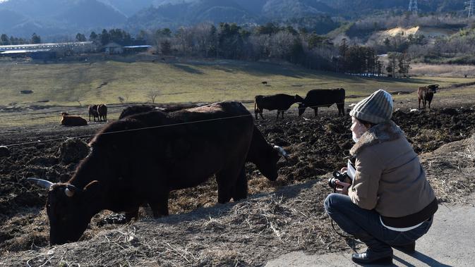Wisatawan 'tur Fukushima ' melihat sapi yang memakan rumput yang terkontaminasi di sebuah peternakan di Namie, Prefektur Fukushima, setelah lima tahun pasca bencana nuklir yang dipicu gempa dan tsunami Jepang, 11 Februari 2016. (AFP PHOTO/Toru Yamanaka)