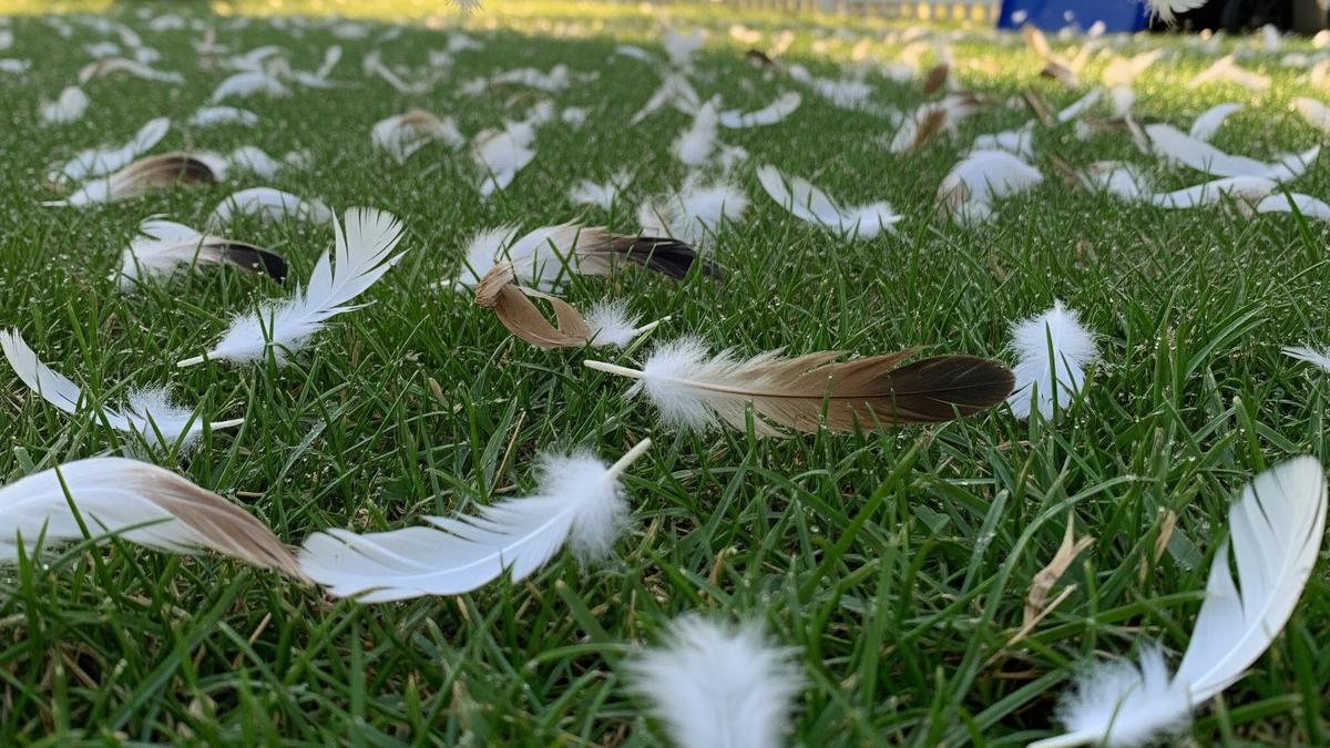 7 Cara Mencegah Bulu Ayam Tetangga Bertebaran di Halaman Rumah Secara Efektif dan Tanpa Ribut