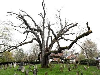 Pohon Oak berusia 600 tahun yang mulai gugur di Basking Ridge Presbyterian Church di Bernards, New Jersey (21/4). Pohon ini diyakini salah satu pohon tertua di negara AS yang kini sudah mati. (AP Photo/Julio Cortez)