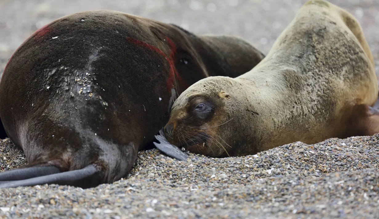 Pakar sanitasi pemerintah menduga bahwa flu burung telah membunuh singa laut di sepanjang garis pantai Atlantik Argentina, menyebabkan pihak berwenang menutup banyak pantai untuk mencegah penyebaran virus lebih lanjut. (AP Photo/Juan Macri)