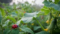 Cara Merekayasa Ekosistem Kebun agar Bebas Hama, 7 Langkah Organik &amp; Berkelanjutan