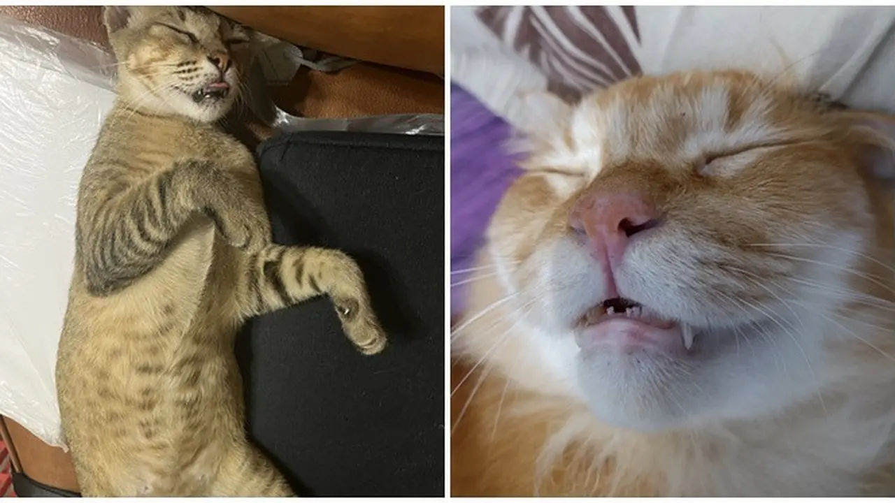 6 Potret Lucu Kucing Tidur Pulas Sampai Menganga Ini Bikin Gemas