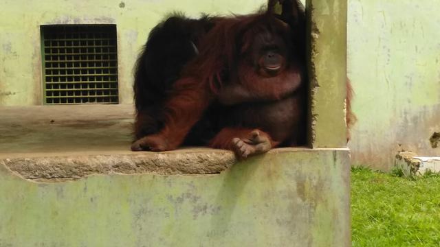 Satwa di Medan Zoo