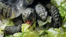 Kura-kura Yunani berkepala dua memakan dedaunan saat hari ulang tahun ke-20 di Jenewa, Swiss (3/9). Kura-kura ini diberi nama Janus yang diambil dari nama dewa berkepala dua. (AFP Photo/ Fabrice Coffrini)