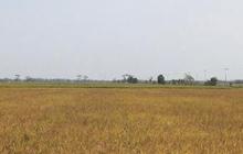 Walhi Nilai Food Estate Rusak Lingkungan