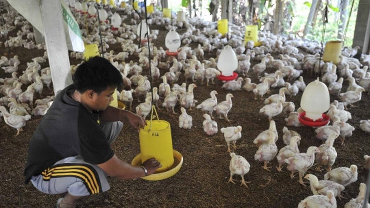 Gejolak kenaikan harga daging ayam tak berdampak kepada peternak