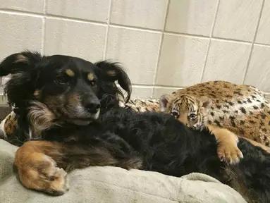 Seekor anjing dan seekor anak harimau di ruang khusus Taman Botani dan Kebun Binatang Cincinnati, AS, Kamis (9/3). Anjing bernama Blakely tersebut menjadi ibu asuh bagi tiga bayi harimau Malaya yang ditolak ibu kandungnya. (Dawn Strasser / AP)
