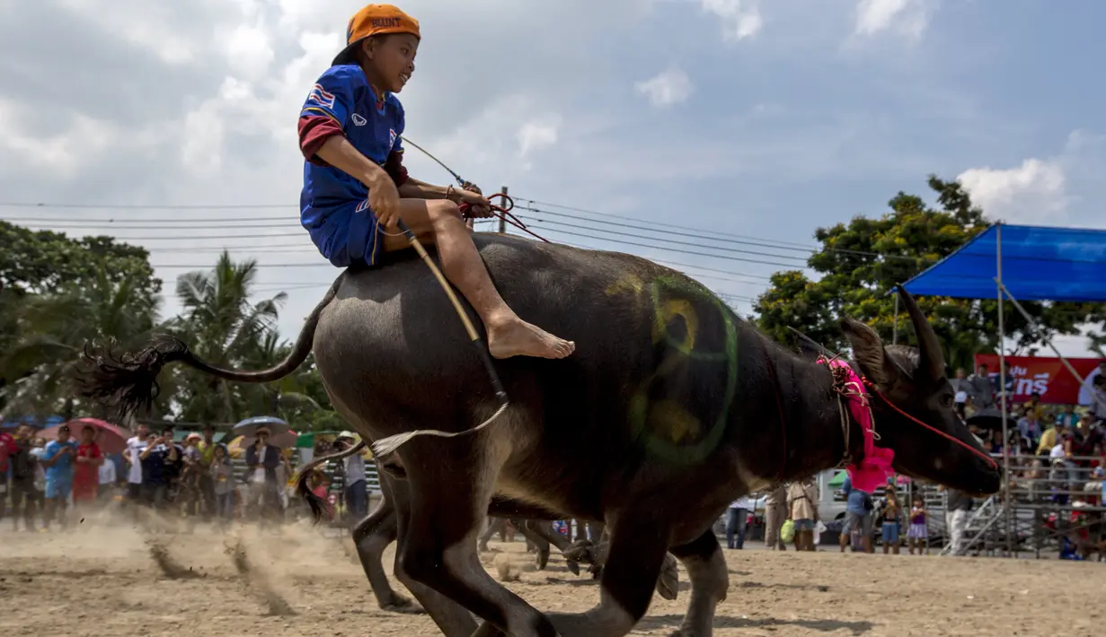 Aksi seorang joki yang memacu kerbaunya dalam festival balap kerbau di Chonburi, Thailand (26/10/2015). Festival tahunan itu diikuti puluhan petani di Chonburi untuk merayakan panen padi. (Reuters/Athit Perawongmetha)