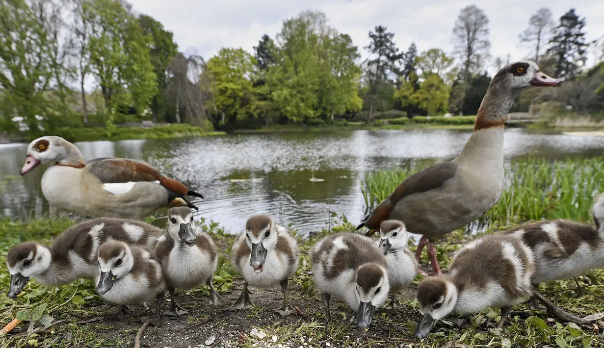 Sejumlah anak angsa Mesir menjelajahi taman pada musim semi yang berangin di Gelsenkirchen (4/5/2021). Angsa Mesir biasanya memakan biji, daun, rerumputan, dan batang tanaman. Sesekali mereka akan memakan belalang, cacing, atau hewan kecil lainnya. (AP Photo/Martin Meissner)