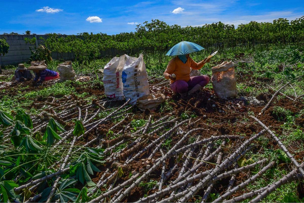 Petani menjerit harga singkong anjlok