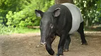 Ilustrasi hewan tapir. (Photo created by vladimircech on www.freepik.com)