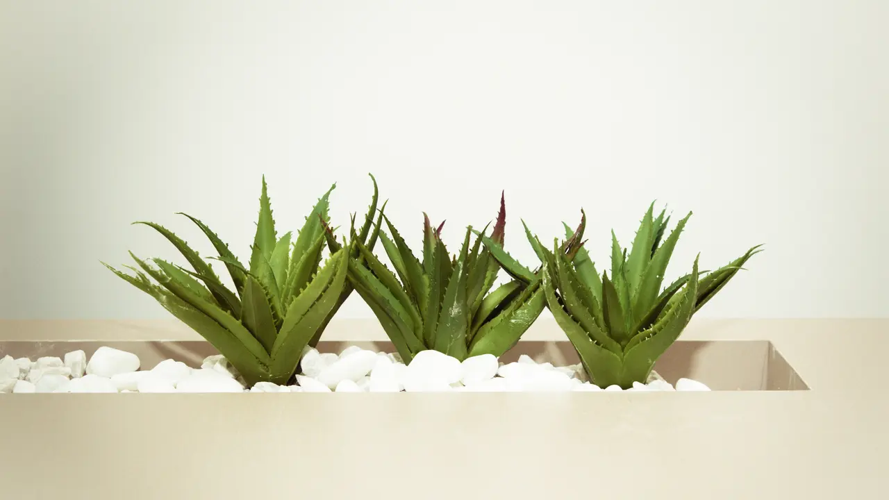 Salah satu ilustrasi aloe vera, lidah buaya.