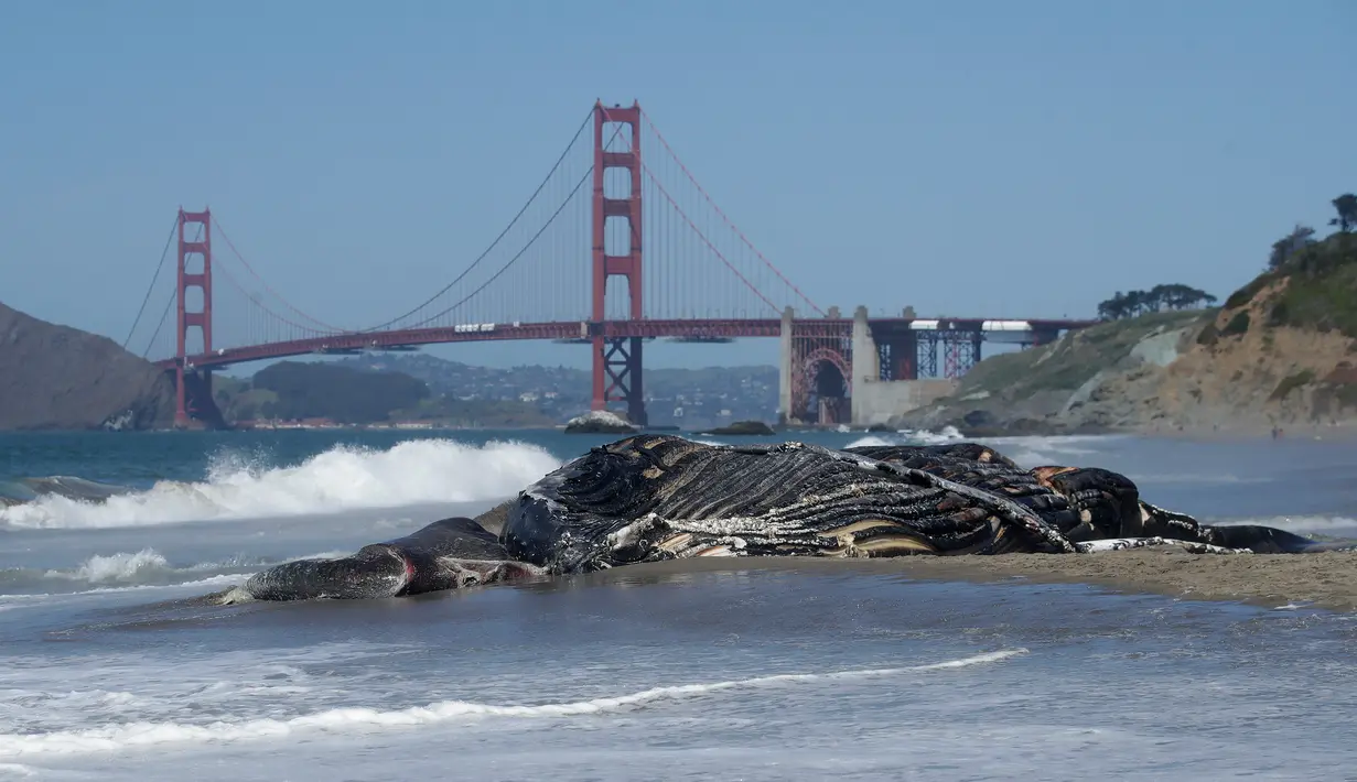 Seekor Paus Humpback remaja yang mati terlihat di Pantai Baker di San Francisco, California (21/4/2020). (AP Photo/Jeff Chiu)