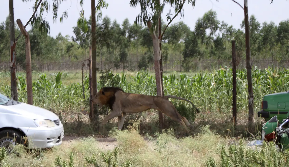 Seekor singa jantan bersurai hitam berkeliaran saat berusaha ditembak mati oleh petugas jagawana Kenya (KWS), di luar ibu kota Kenya, Nairobi, Rabu (30/3). Singa itu ditembak mati setelah melukai seorang pejalan kaki di Isinya. (REUTERS/Stringer)
