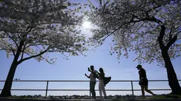 Orang-orang melihat pohon sakura Yoshino yang sedang mekar penuh di sekitar Tidal Basin di Washington, Selasa (30/3/2021).  Festival Bunga Sakura Nasional 2021 merayakan pemberian asli 3.000 pohon sakura dari kota Tokyo kepada masyarakat Washington di 1912. (AP Photo/Susan Walsh)