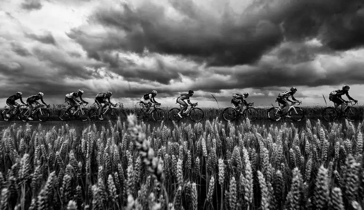Pebalap melewati ladang gandum di Etape 5 Tour de France yang berjarak 189.5 km antara Arras dan Amiens, Prancis. (8/7/2015). (AFP Photo/Eric Feferberg)
