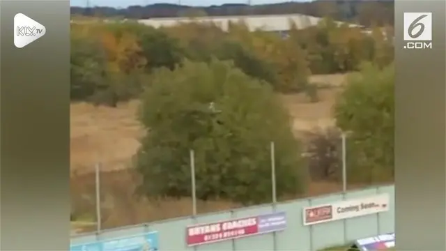 Kehabisan tiket saat tim bola kesayangan bertanding, seorang pria nekat memanjat pohon di luar stadion demi bisa menonton.