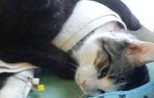 Kucing Demam? Ini Panduan Lengkap untuk Menangani dan Merawatnya