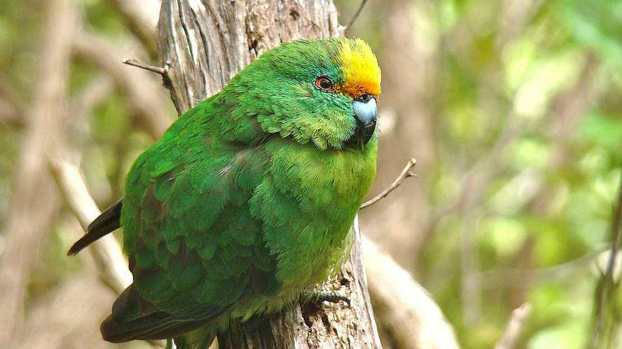 Burung parkit berpipi oranye yang semakin langka populasinya (AFP)