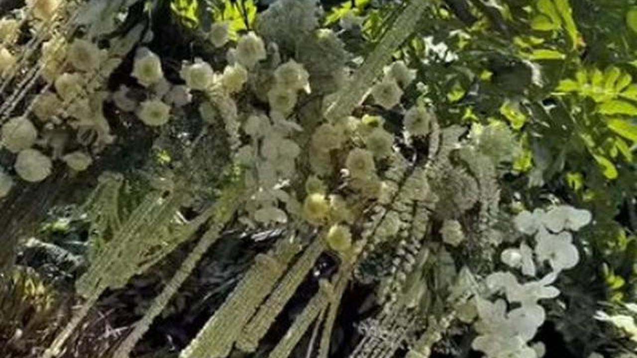 22 Potret Detail Dekorasi Siraman Pernikahan Putra Soimah dengan Adat Jawa yang Mewah dan Sakral