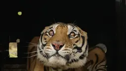 Seekor harimau di dalam peti dilepaskan ke kandang di Lionsrock Big Cat Sanctuary di Bethlehem, Afrika Selatan, Sabtu (12/3/2022). Empat harimau sebelumnya selama 15 tahun tinggal di gerbong kereta yang ditinggalkan rombongan sirkus di San Luis, Argentina Barat. (AP Photo/Themba Hadebe)