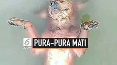 Seekor anjing mengejutkan warganet. Awalnya ia dikira telah tewas tenggelam di sebuah sungai. Namun ternyata, anjing tersebut hanya pura-pura.
