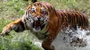 Harimau Bengal yang melahirkan empat anaknya di Guadalajara Zoo, negara bagian Jalisco, Meksiko berlari di kebun binatang pada 5 Oktober 2021. Empat anak harimau itu lahir pada 3 Juli lalu dari Albert dan Chitara, harimau bengal di kebun binatang tersebut. (LISES RUIZ / AFP)