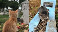 Potret Kucing di Kuburan Majikan Ini Bikin Berkaca-kaca, Penuh Haru (Sumber: Facebook/ Fadhil raihan, Dailymail.co.uk)