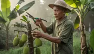Cara Menanam Nangka agar Pohonnya Tetap Pendek dan Mudah Dipanen