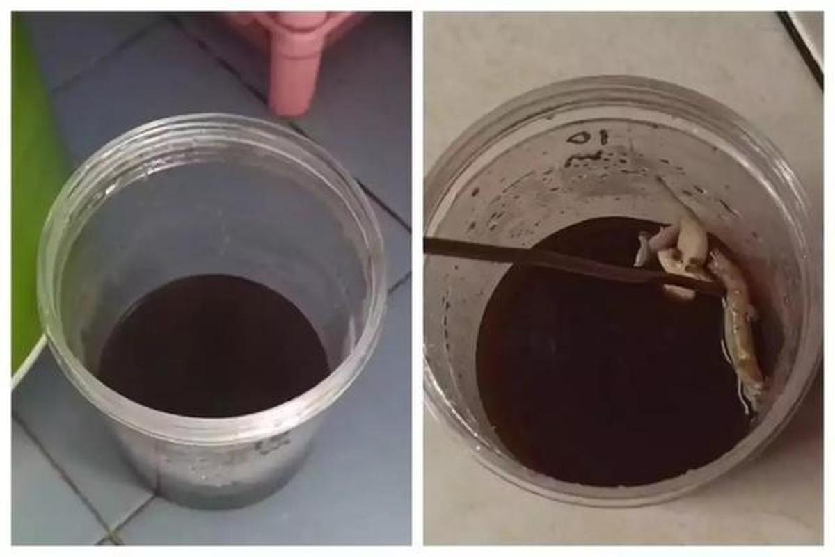 Tipe-Tipe Jebakan Cicak, Mana Paling Efektif?
