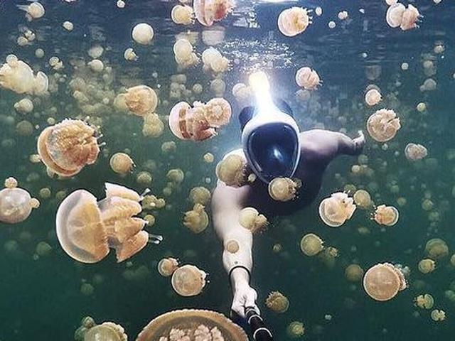 6 Danau Ubur Ubur Di Indonesia Eksotis Dan Tidak Berbahaya Hot Liputan6 Com Download lagu ubur ubur spongebob mp3 di metro musik. 6 danau ubur ubur di indonesia eksotis