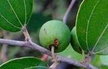 Daun Bidara Berguna untuk Kesehatan Tubuh, Pahami Manfaat Tanaman Herbal yang Disebutkan dalam Al-Quran