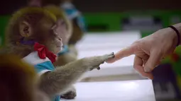 Seekor monyet menyentuh jari pelatihnya di sekolah pelatihan kebun binatang di Dongying, China timur, 26 Januari 2016. Belasan monyet dilatih di sekolah itu sebagai bagian dari perayaan Tahun Monyet yang mulai pada 8 Februari. (AFP PHOTO/WANG Zhao)