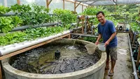 12 Trik Budidaya Lele Rumahan agar Ikan Tidak Banyak Mati dan Panen Optimal
