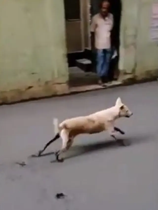 6 Potret Anjing Jalan di Cor Masih Basah Ini Bikin Geregetan