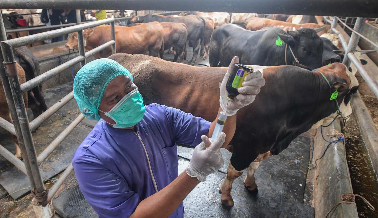 Dokter hewan menyiapkan suntikan vitamin untuk memperkuat imunitas hewan kurban di CV Puput Bersaudara di kawasan Rangkapan Jaya, Depok, Jawa Barat, Selasa (19/5/2026). (merdeka.com/Arie Basuki)