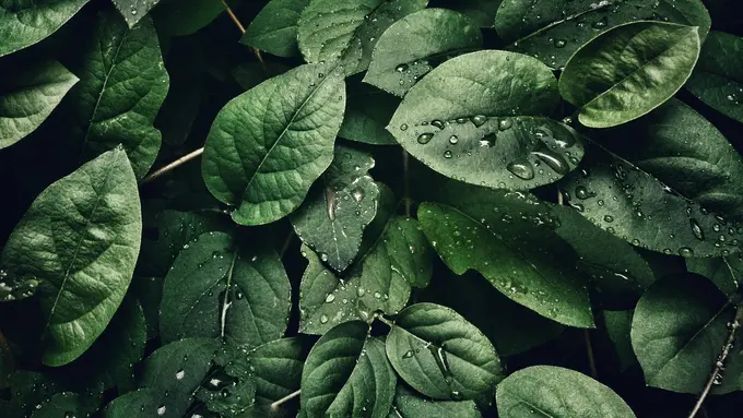 Ilustrasi daun dadap