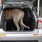 Potret Irish Wolfhounds si anjing raksasa (Sumber: Bored Panda)