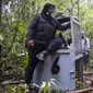 Total ada 17 orangutan yang telah dilepasliarkan di Kawasan Taman Nasional Gunung Palung.