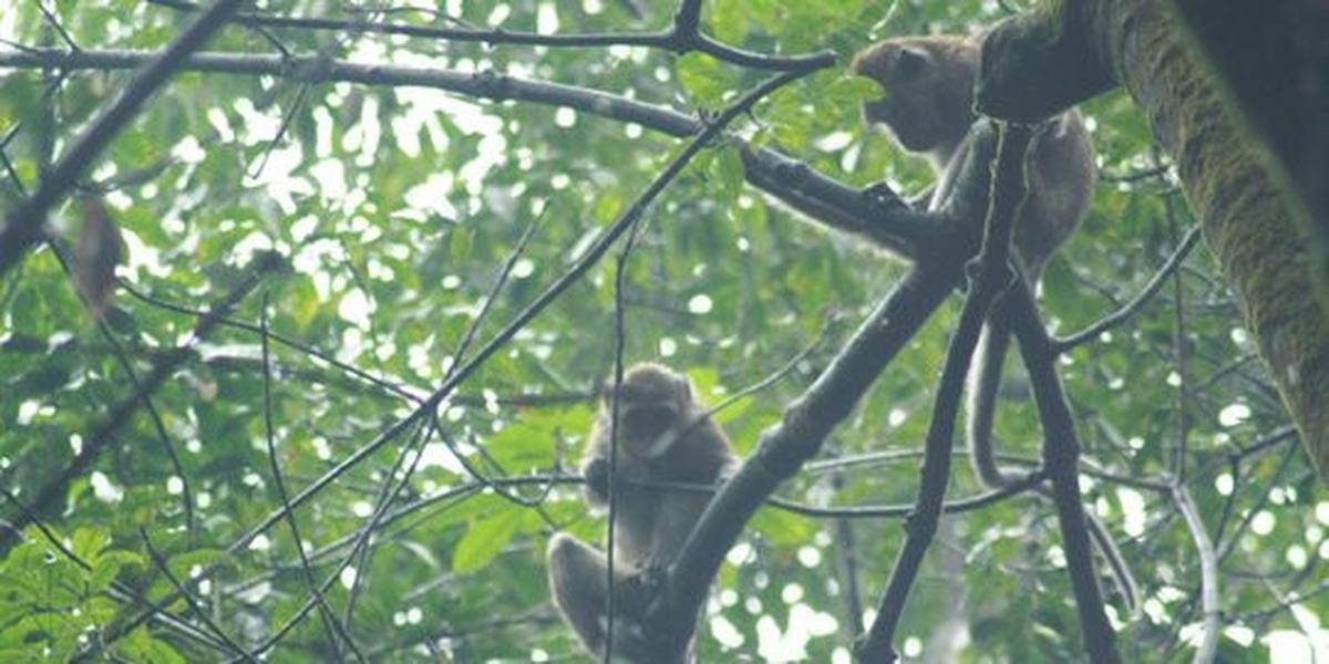 Kawanan kera di Bukit Menoreh