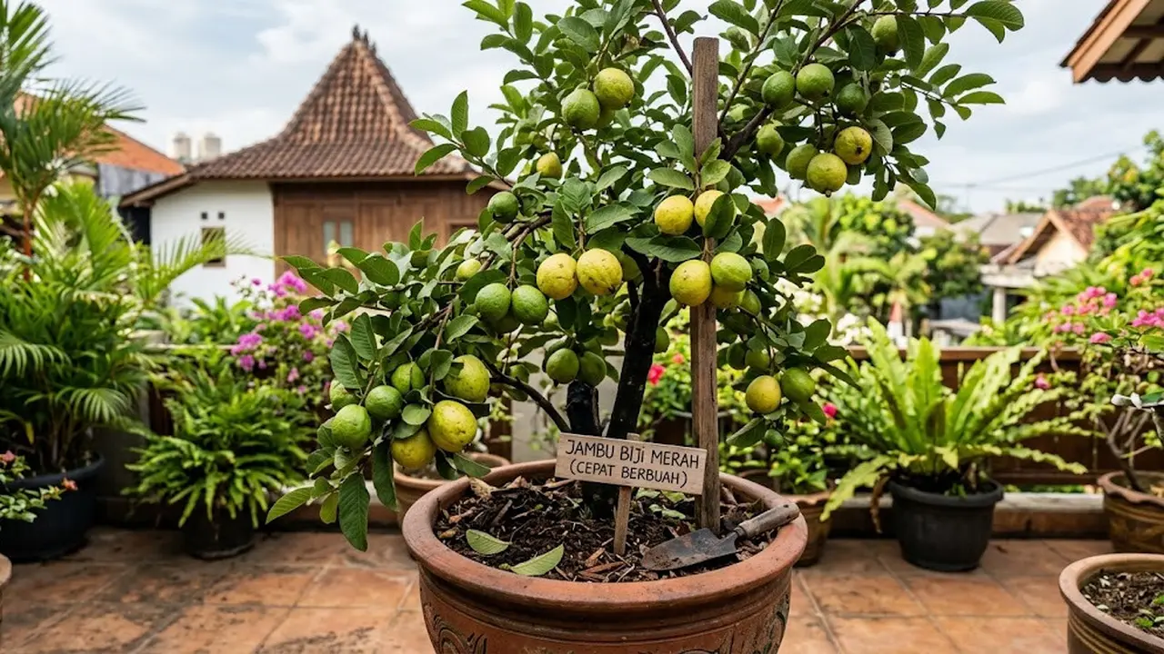 Cara Membuat Pohon Jambu Biji Cepat Berbuah Meski Ditanam di Pot