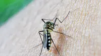 3 Faktor Utama yang Bikin Eliminasi Malaria Sulit Tercapai