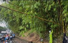 Akses Jalan Garut-Bandung Kembali Normal Usai Evakuasi Pohon Tumbang