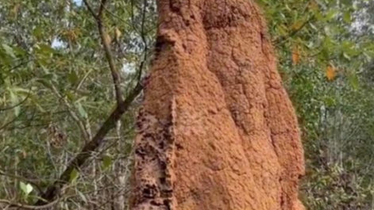 Penampakan Sarang Semut Raksasa<br>