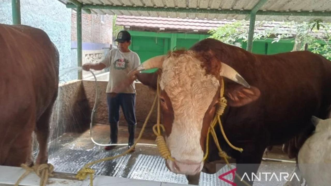 Prabowo Beli Sapi Kurban Bernama Sontrot di Yogyakarta, Berat 1,05 Ton dengan Harga Rp110 Juta