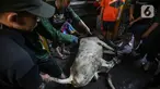 Warga bersiap memotong hewan kurban di kawasan Kramat Pulo Gang 18 RT 1 RW 8, Jakarta, Minggu (10/7/2022). Panitia Majelis Taklim Al Iman memotong tiga sapi untuk kemudian dibagikan kepada fakir miskin sebagai bentuk rasa syukur atas rizki dari Allah pada perayaan Hari Raya Idul Adha 1443 H. (Liputan6.com/Faizal Fanani)