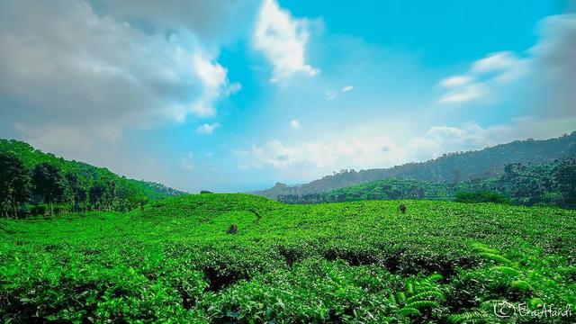 Kebun Teh Gambir, Jember