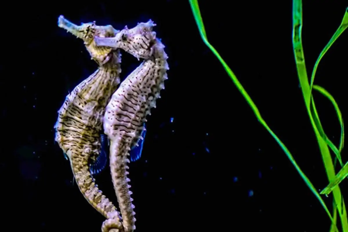 [Bintang] Kuda Laut
