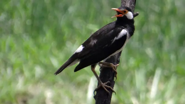 Ilustrasi burung jalak